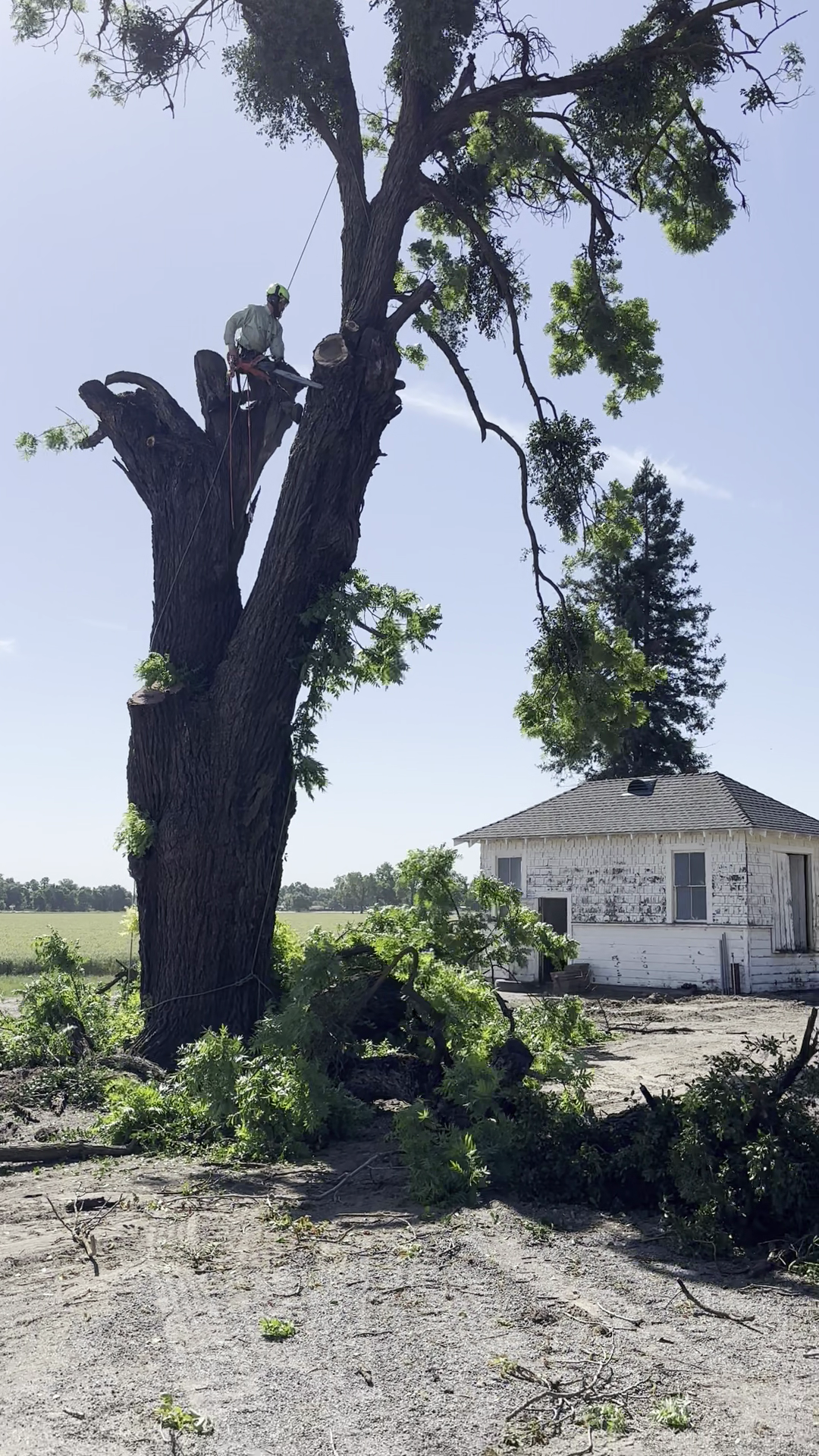 Tree removal in the Sacramento Valley